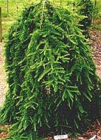 Larix X Eurolepis - Hybrid Larch Trees from Heathwood Nurseries
